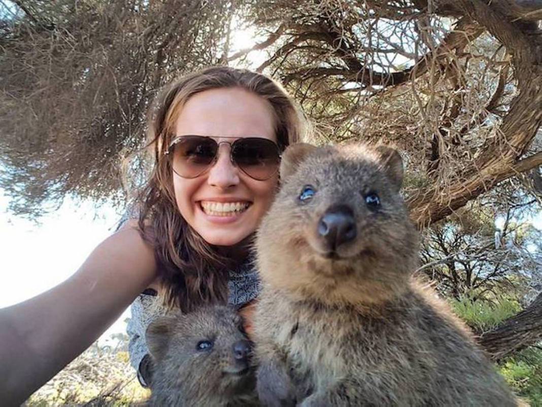 İddia ediyoruz daha şirin bir hayvan görmediniz... Ona “Dünyanın En Mutlu Hayvanı” diyorlar: Quokka'larla tanışın! 20